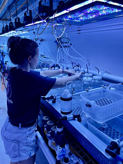 Jennifer Matthews is a research fellow at the University of Technology Sydney, who studies coral nutrition.