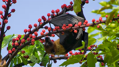 Why don’t fruit bats get diabetes?