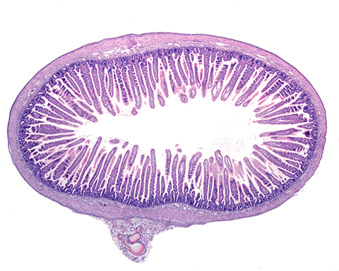 In this cross section of the small intestine, the villi — fingerlike structures extending from the intestine’s wall into the lumen — are covered with a monolayer of enterocytes.
