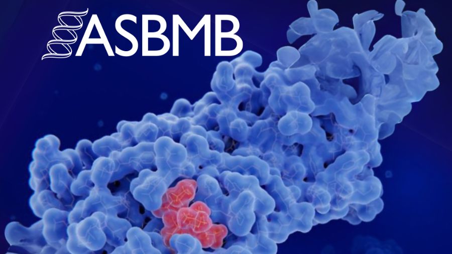 How ASBMB elections work — and what’s changing this year