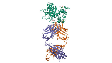 Glow-based assay sheds light on disease-causing mutations