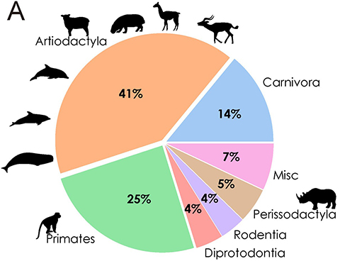 Bojar used mass spectrometry to identify novel milk sugars in understudied mammals, like rhinos and sheep, that have immunomodulatory properties.