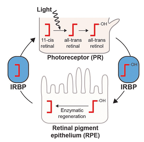 A schematic of the vertebrate visual cycle highlighting the physical separation of light sensing.