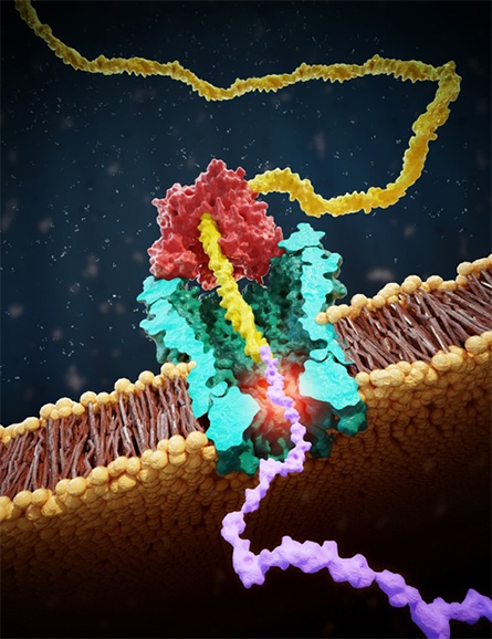 An illustration of the nanopore reader that Dekker’s lab developed shows DNA in yellow, protein in purple.
