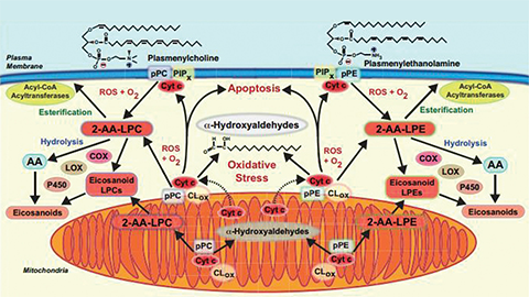 JBC: What happens to plasmalogens, the phospholipids nobody likes to think about