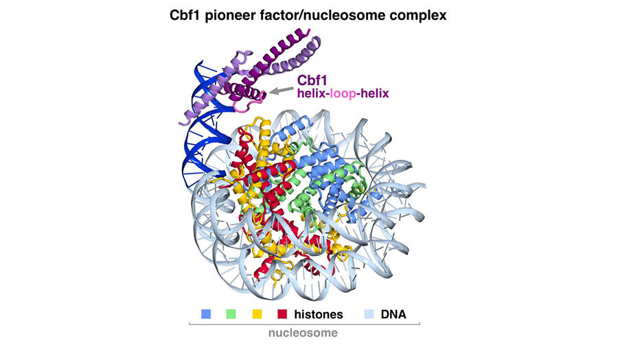 How 'master regulators' of cells make DNA accessible for gene expression