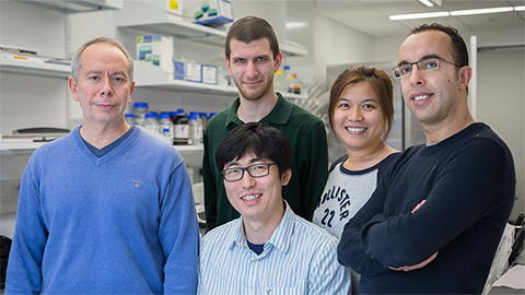 ‘Molecular LEGO’ study analyzes building blocks of partially disordered protein