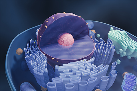 Conceptual illustration of a eukaryotic cell. Unlike bacteria, eukaryotic cells contain membrane-bound structures that compartmentalize the cell into separate spaces that carry out different jobs. How this architecture evolved is hotly debated.