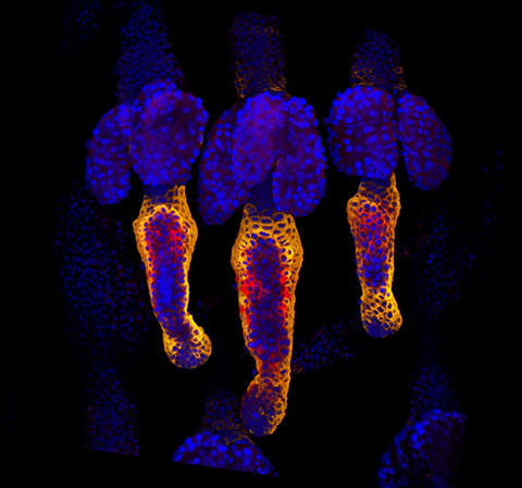 This confocal microscopy image from a mouse shows a tail wound in the process of healing.