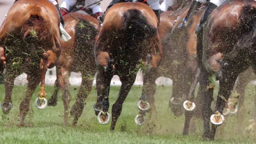 Thoroughbred race horses have among the animal world’s most dramatic metabolic increases after exercise. They also show a significant increase in lactoylphenylalanine, or Lac-Phe, as do other mammals after exercise.