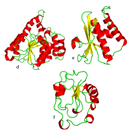d. S-adenosyl-L-methionine-dependent methyltransferase fold. e. Ribonuclease H-like fold. f. Ferredoxinlike fold.