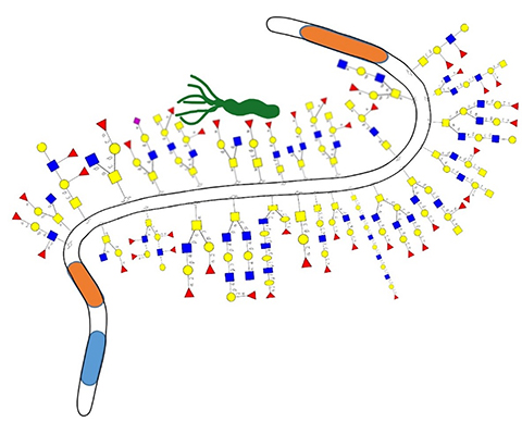 This cartoon shows green Helicobacter pylori associating with diverse glycans (red, yellow and blue) in mucus of the stomach.