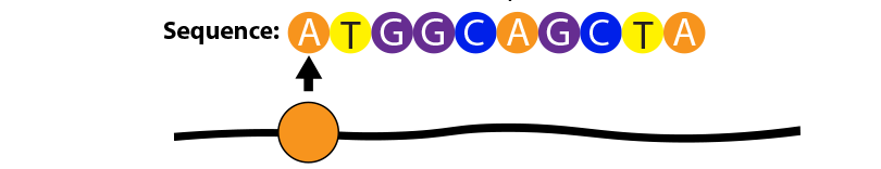 gene dna sequence