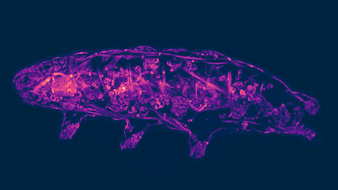 Molecular sensor enables water bear hardiness by triggering dormancy