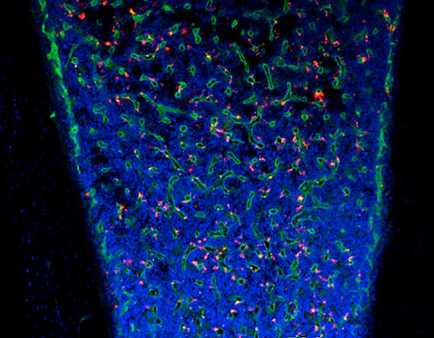 In this immunofluorescence image of a mouse bone section seven days after tail-vein injection, the liposomes (red) are distributed throughout the bone marrow cells (blue) and are associated preferentially with the vasculature (green).