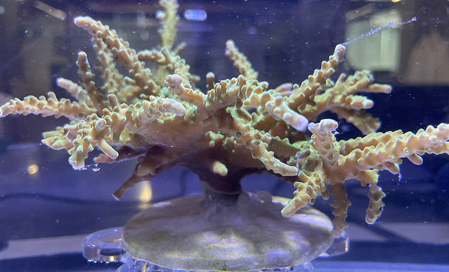 A green Acropora coral growing in Liza Roger’s lab.