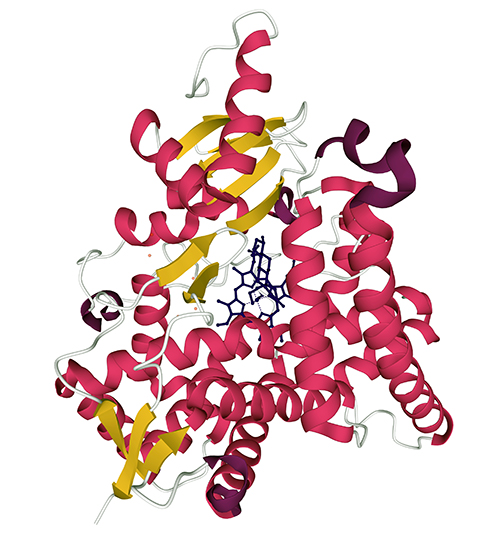 Cytochromes P450 are a superfamily of heme-containing enzymes that catalyze a diverse range of oxidative reactions. Shown here is cytochrome 450 CYP19A1 in complex with testosterone. Cytochrome 450 CYP19A1 is involved in hormone synthesis and breakdown.