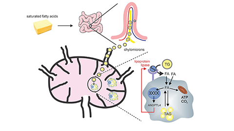 JLR: Secrets of fat and the lymph node