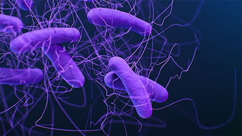 Scientists make critical progress toward preventing C. diff infections 