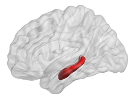 The hippocampus (shown in red) can be organized along its longitudinal axis, segregating two poles: the posterior and anterior (in humans) or the dorsal and ventral (in rodents).