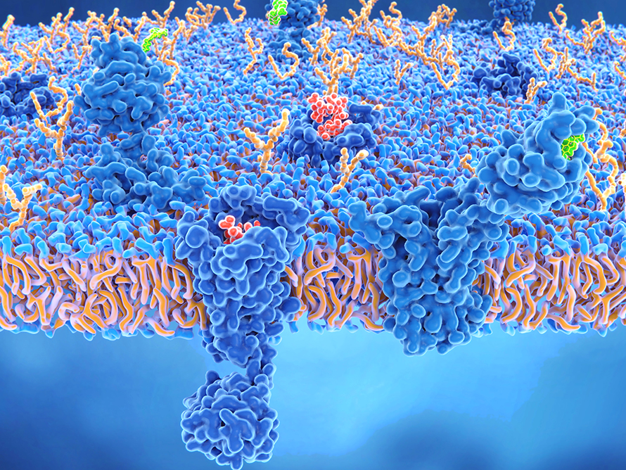 The opioid and cannabinoid receptors are involved in pain sensation, mood, appetite and memory. Agonists are potent analgesics: endorphin (red) and tetrahydrocannabinol (green).