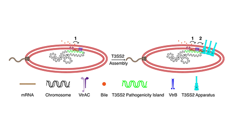 UTSW researchers discover how food-poisoning bacteria infect the intestines