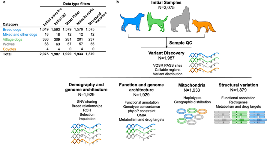 This figure in the paper titled “Genome sequencing of 2000 canids by the Dog10K consortium advances the understanding of demography, genome function and architecture” shows an overview of the collection.