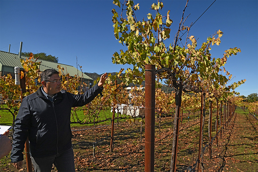 This umbrella-like trellising system shades berries under leaves. The grapes stay cooler, which helps to protect certain flavor compounds.