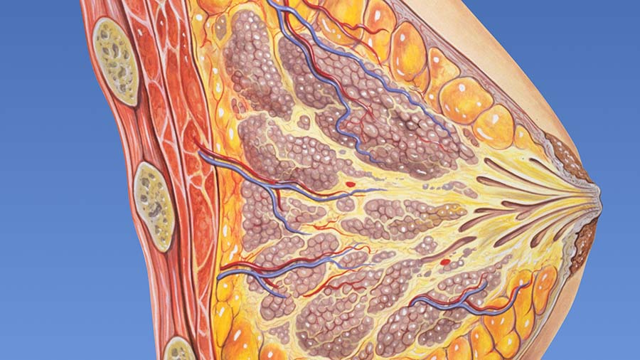 Fat synthesis enzyme crucial for milk fat and newborn growth