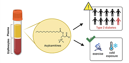 Acylcarnitines can be measured in blood plasma using mass spectrometry and are associated with insulin resistance, which can serve as a warning sign for development of Type 2 diabetes.