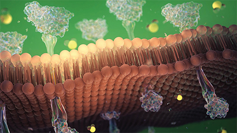 Phospholipids and innate immunity