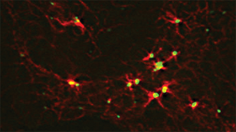 JBC: A shadowy organizational hub in cells