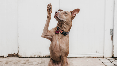 Surviving the question session