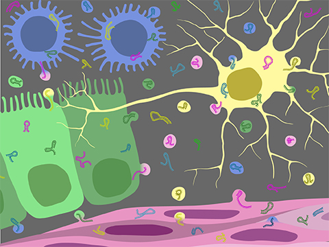 RNA (structured squiggles) mediates cell-to-cell communications between neurons (yellow), macrophages (blue) and epithelial cells (green). Scientists once thought RNA existed only within cells but now know it can be exported from cells and play a role in extracellular communication.