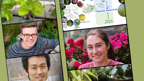 Alternate solutions for natural products using plant tissue