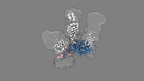 Structure of the key protein for an HCV vaccine
