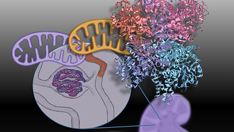 Mitochondria shape kidney cell function