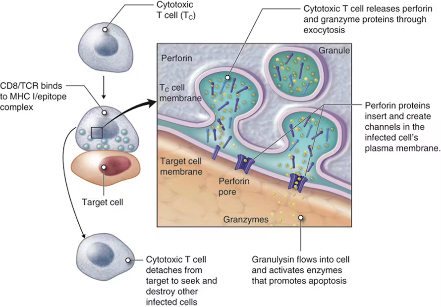Cytotoxic T cells bind to foreign proteins on infected or cancerous cells and subsequently destroy those target cells by releasing molecules like granzyme and perforin.