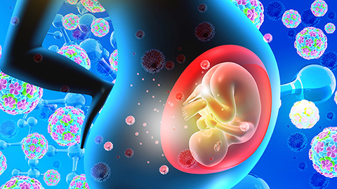 Mapping the placenta’s hormone network